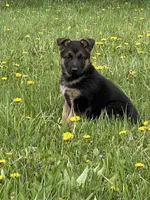 Lulu, a female German Shepherd Dog for sale in Schoharie, NY – Photo 3 of 3