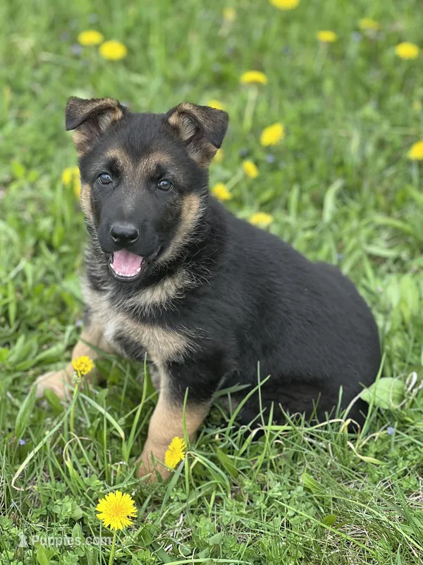 Lulu – German Shepherd Dog puppy for sale in Schoharie, NY