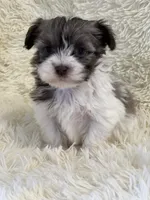 Shannon, a female Havanese for sale in Schoharie, NY – Photo 2 of 2