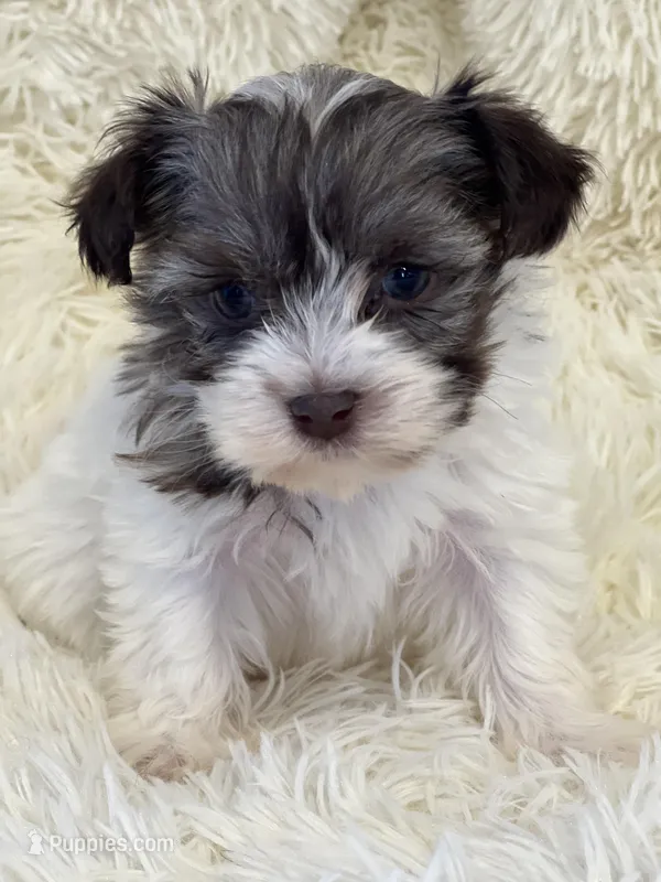 Shannon – Havanese puppy for sale in Schoharie, NY