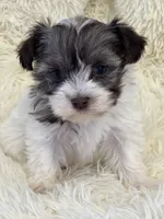 Shannon, a female Havanese for sale in Schoharie, NY – Photo 1 of 2
