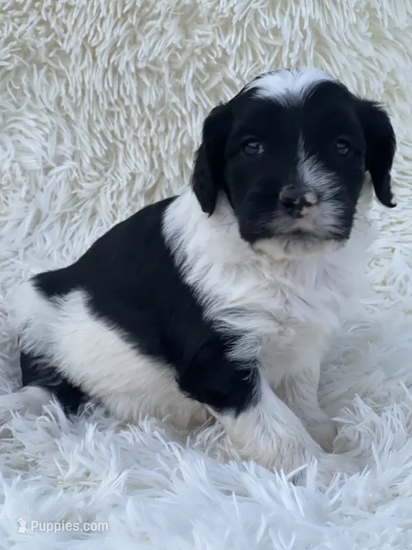 Chloe – Miniature Goldendoodle puppy for sale in Schoharie, NY