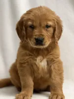 John, a male Golden Retriever for sale in Schoharie, NY – Photo 2 of 2