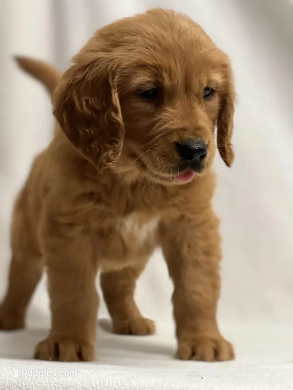 John, a male Golden Retriever for sale in Schoharie, NY – Photo 1 of 2