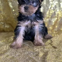 Princess, a female Yorkshire Terrier for sale in Schoharie, NY – Photo 1 of 7