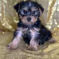 Princess, a female Yorkshire Terrier for sale in Schoharie, NY – Photo 6 of 7