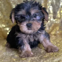 Princess, a female Yorkshire Terrier for sale in Schoharie, NY – Photo 3 of 7
