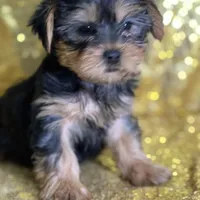 Princess, a female Yorkshire Terrier for sale in Schoharie, NY – Photo 2 of 7