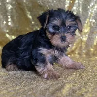 Princess, a female Yorkshire Terrier for sale in Schoharie, NY – Photo 5 of 7