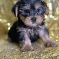 Princess, a female Yorkshire Terrier for sale in Schoharie, NY – Photo 4 of 7