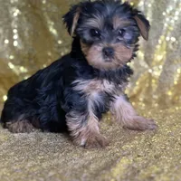 Princess, a female Yorkshire Terrier for sale in Schoharie, NY – Photo 7 of 7