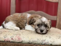 Sugar, a female Havanese for sale in Schoharie, NY – 2 of 2