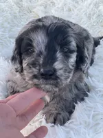 Stella, a female Miniature Goldendoodle for sale in Schoharie, NY – 2 of 2