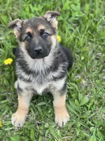 Luna, a female German Shepherd Dog for sale in Schoharie, NY – Photo 2 of 3