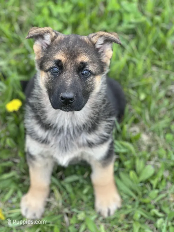Luna – German Shepherd Dog puppy for sale in Schoharie, NY