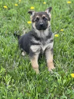 Luna, a female German Shepherd Dog for sale in Schoharie, NY – Photo 3 of 3