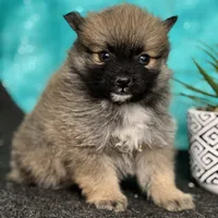 Tiger, a male Pomeranian for sale in Schoharie, NY – Photo 2 of 2