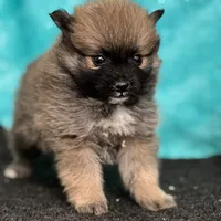 Tiger, a male Pomeranian for sale in Schoharie, NY – Photo 1 of 2