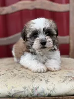 Snoopy, a male Havanese for sale in Schoharie, NY – 2 of 2