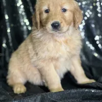 Samantha, a female Golden Retriever for sale in Schoharie, NY – Photo 2 of 3