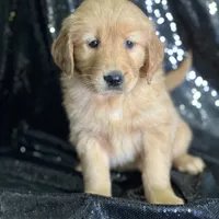 Samantha, a female Golden Retriever for sale in Schoharie, NY – Photo 3 of 3