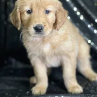 Samantha, a female Golden Retriever for sale in Schoharie, NY – Photo 1 of 3