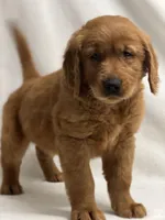 Jerry, a male Golden Retriever for sale in Schoharie, NY – Photo 2 of 2