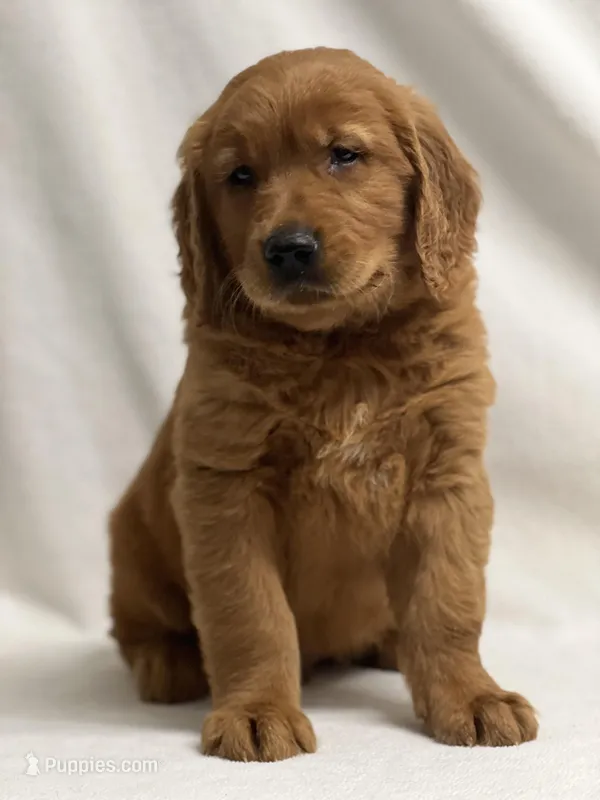 Jerry, a male Golden Retriever for sale in Schoharie, NY – Photo 1 of 2