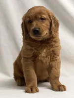 Jerry, a male Golden Retriever for sale in Schoharie, NY – Photo 1 of 2