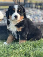 Tricia, a female Bernese Mountain Dog for sale in Schoharie, NY – Photo 1 of 2