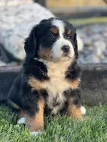 Tricia, a female Bernese Mountain Dog for sale in Schoharie, NY – Photo 2 of 2