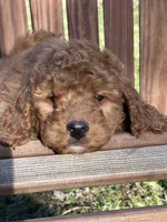 Mooose, a male Miniature Goldendoodle for sale in Schoharie, NY – Photo 2 of 2