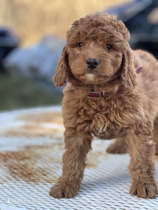 Mooose, a male Miniature Goldendoodle for sale in Schoharie, NY – Photo 1 of 2