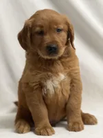 Jol, a male Golden Retriever for sale in Schoharie, NY – Photo 2 of 2