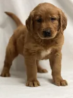 Jol, a male Golden Retriever for sale in Schoharie, NY – Photo 1 of 2