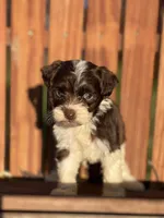 Diana, a female Havanese for sale in Schoharie, NY – Photo 3 of 7