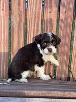 Diana, a female Havanese for sale in Schoharie, NY – Photo 4 of 7