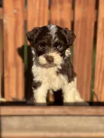 Diana, a female Havanese for sale in Schoharie, NY – Photo 7 of 7