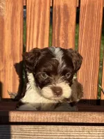 Diana, a female Havanese for sale in Schoharie, NY – Photo 6 of 7