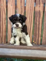 Diana, a female Havanese for sale in Schoharie, NY – Photo 1 of 7