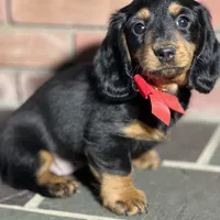 Maple, a female Miniature Dachshund for sale in Schoharie, NY – Photo 4 of 8