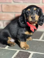 Maple, a female Miniature Dachshund for sale in Schoharie, NY – Photo 4 of 8