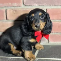 Maple, a female Miniature Dachshund for sale in Schoharie, NY – Photo 1 of 8