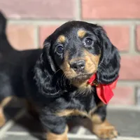 Maple, a female Miniature Dachshund for sale in Schoharie, NY – Photo 3 of 8