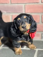 Maple, a female Miniature Dachshund for sale in Schoharie, NY – Photo 3 of 8