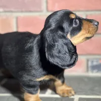 Maple, a female Miniature Dachshund for sale in Schoharie, NY – Photo 2 of 8