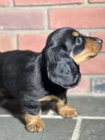 Maple, a female Miniature Dachshund for sale in Schoharie, NY – Photo 2 of 8