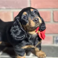 Maple, a female Miniature Dachshund for sale in Schoharie, NY – Photo 5 of 8