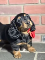 Maple, a female Miniature Dachshund for sale in Schoharie, NY – Photo 5 of 8