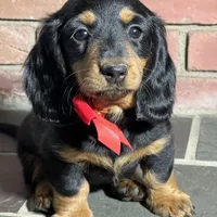 Maple, a female Miniature Dachshund for sale in Schoharie, NY – Photo 7 of 8